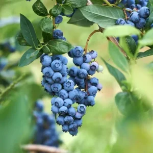 Misty Blueberry Bush Live Plant - Southern Highbush - 4-6