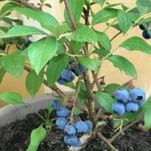 Misty Blueberry Bush Live Plant - Southern Highbush - 4-6