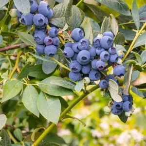 Misty Blueberry Bush Live Plant - Southern Highbush - 4-6