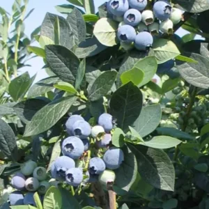 Misty Blueberry Bush Live Plant - Southern Highbush - 4-6