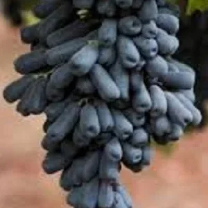 Moon Drops Grape Vine Cuttings - 2 Pack - Sweet Sapphire Variety, Outdoor - Image 2