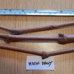 Moon Drops Grape Vine Cuttings - 2 Pack - Sweet Sapphire Variety, Outdoor - Image 1