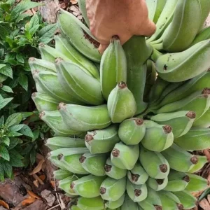 Mysore Banana Live Plant – Edible Fruit Starter – 4-6