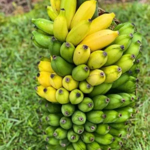 Mysore Banana Live Plant – Edible Fruit Starter – 4-6