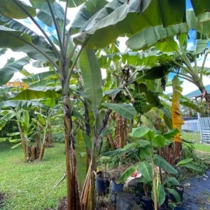 Mysore Banana Live Plant – Edible Fruit Starter – 4-6