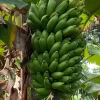 Mysore Banana Live Plant – Edible Fruit Starter – 4-6" Tall – No Pot - Image 1