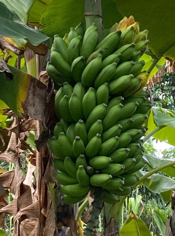 Mysore Banana Live Plant – Edible Fruit Starter – 4-6" Tall – No Pot - Image 1