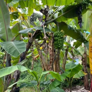 Mysore Banana Live Plant – Edible Fruit Starter – 4-6