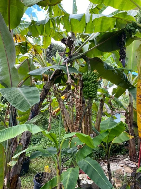 Mysore Banana Live Plant – Edible Fruit Starter – 4-6" Tall – No Pot - Image 6