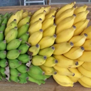 Mysore Banana Live Plant – Edible Fruit Starter – 4-6