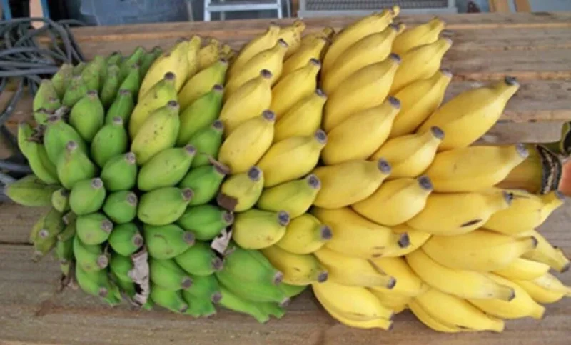 Mysore Banana Live Plant – Edible Fruit Starter – 4-6" Tall – No Pot - Image 7