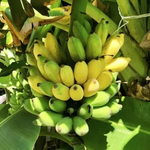Nam Wah Banana Live Plant – 4-6" Tall Tropical Edible Fruit Tree Starter - Image 2