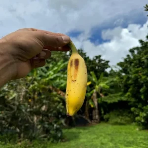 Nam Wah Banana Live Plant – 4-6