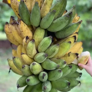 Nam Wah Banana Live Plant – Dwarf Fruit Tree, 4-6" Tall – Indoor/Outdoor Tropical - Image 2