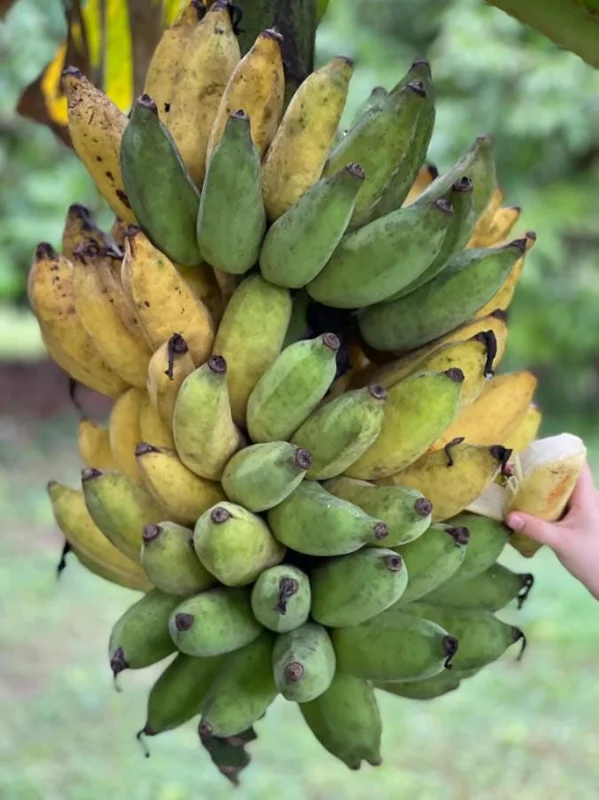 Nam Wah Banana Live Plant – Dwarf Fruit Tree, 4-6" Tall – Indoor/Outdoor Tropical - Image 2