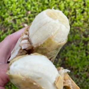 Nam Wah Banana Live Plant – Dwarf Fruit Tree, 4-6