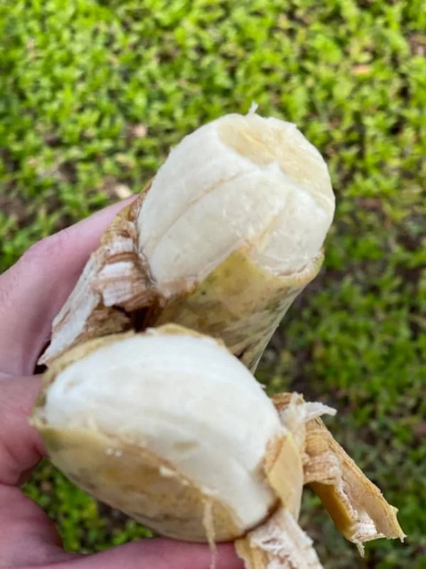 Nam Wah Banana Live Plant – Dwarf Fruit Tree, 4-6" Tall – Indoor/Outdoor Tropical - Image 3