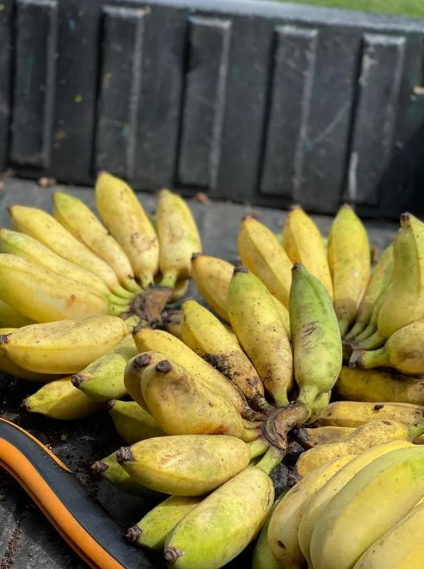 Nam Wah Banana Live Plant – Dwarf Fruit Tree, 4-6" Tall – Indoor/Outdoor Tropical - Image 4