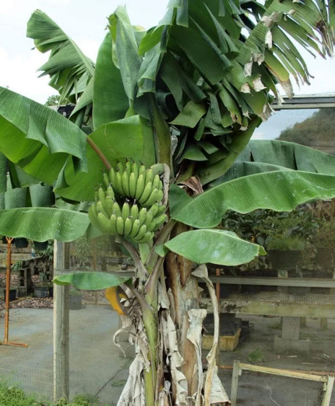 Nam Wah Banana Live Plant – Dwarf Fruit Tree, 4-6" Tall – Indoor/Outdoor Tropical - Image 7