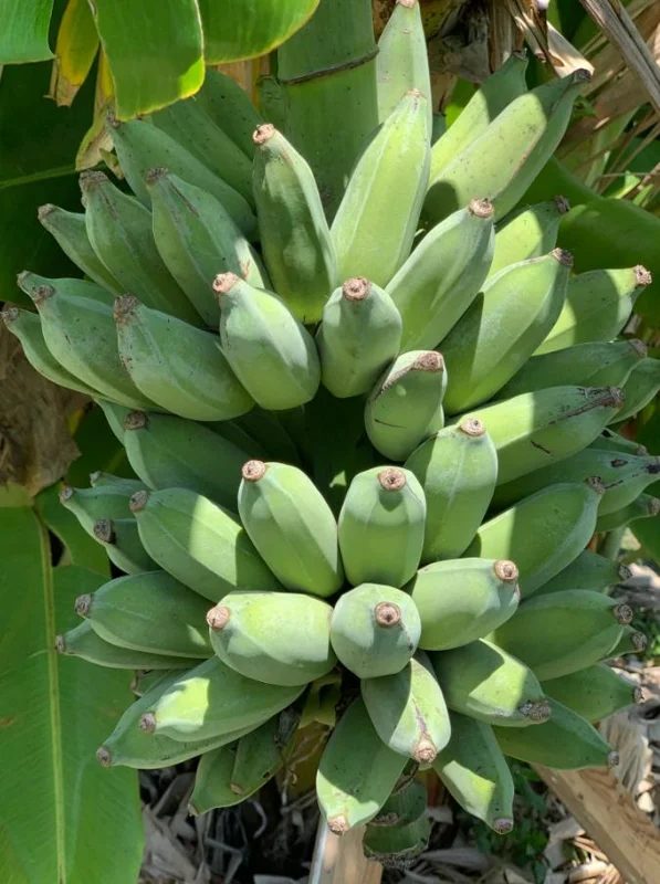 Nam Wah Banana Live Plant – Dwarf Fruit Tree, 4-6" Tall – Indoor/Outdoor Tropical - Image 8