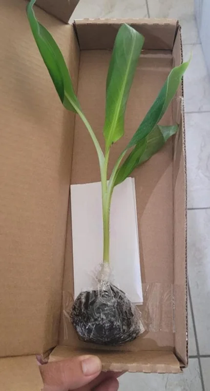 Nam Wah Banana Live Plant – Dwarf Fruit Tree, 4-6" Tall – Indoor/Outdoor Tropical - Image 9
