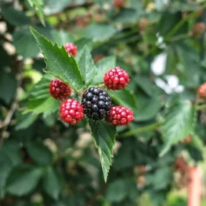 Navaho Thornless Blackberry Live Plant - Set of 6, 4-6" Tall, Edible Fruit, Outdoor - Image 2