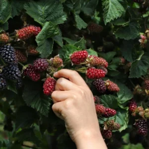 Navaho Thornless Blackberry Live Plant - Set of 6, 4-6