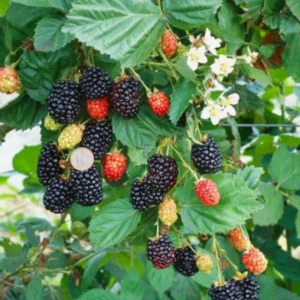 Navaho Thornless Blackberry Live Plant - Set of 6, 4-6" Tall, Edible Fruit, Outdoor - Image 1