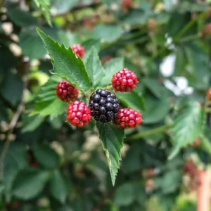 Navaho Thornless Blackberry Live Plants - Set of 2, 4-6