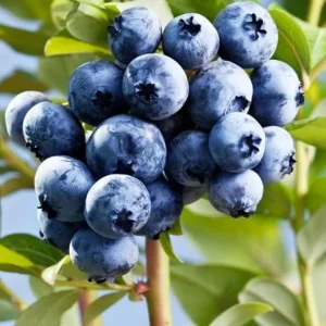 O'Neal Blueberry Bush Live Plant - Southern Highbush Starter 4-6" Tall - Image 2
