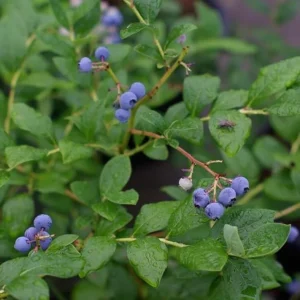 O'Neal Blueberry Bush Live Plant - Southern Highbush Starter 4-6