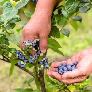 O'Neal Blueberry Bush Live Plant - Southern Highbush Starter 4-6