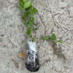 O'Neal Blueberry Bush Live Plant - Southern Highbush Starter 4-6