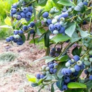 O'Neal Blueberry Bush Live Plant - Southern Highbush Starter 4-6