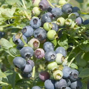 O'Neal Blueberry Bush Live Plant - Southern Highbush Starter 4-6