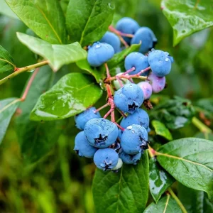 O'Neal Blueberry Bush Live Plant - Southern Highbush Starter 4-6" Tall - Image 1