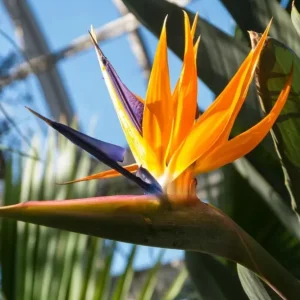 Orange Bird of Paradise Live Plant - 2 Strelitzia Reginae Starters 4-6