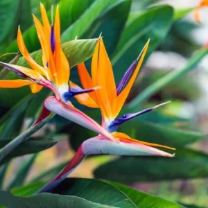 Orange Bird of Paradise Live Plant - 2 Strelitzia Reginae Starters 4-6
