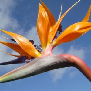 Orange Bird of Paradise Live Plant - 2 Strelitzia Reginae Starters 4-6