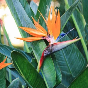 Orange Bird of Paradise Live Plant - Set of 2, 3-6" Tall Strelitzia reginae Tropical Houseplant - Image 2