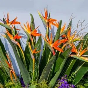 Orange Bird of Paradise Live Plant - Set of 2, 3-6