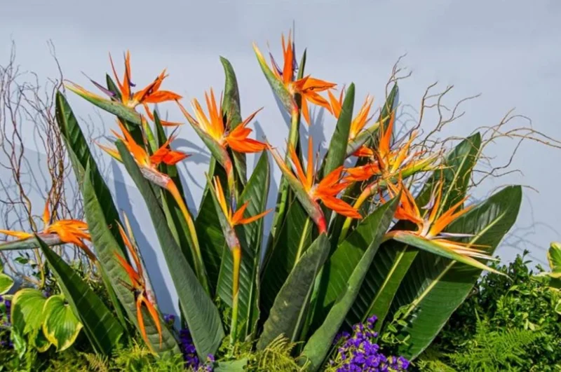 Orange Bird of Paradise Live Plant - Set of 2, 3-6" Tall Strelitzia reginae Tropical Houseplant - Image 3