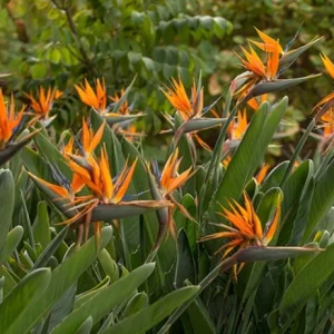 Orange Bird of Paradise Live Plant - Set of 2, 3-6