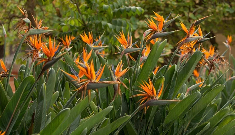 Orange Bird of Paradise Live Plant - Set of 2, 3-6" Tall Strelitzia reginae Tropical Houseplant - Image 4