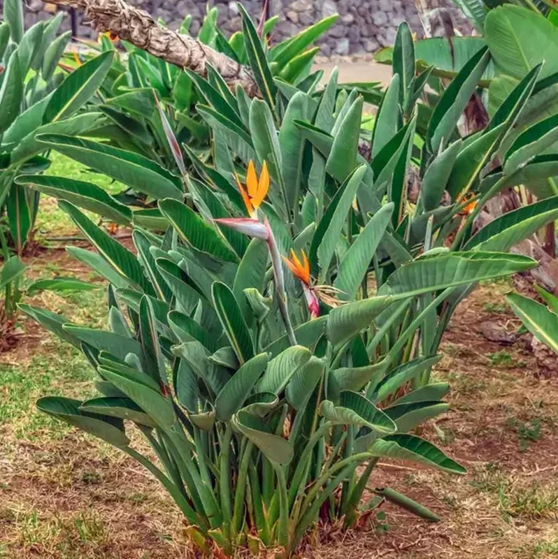 Orange Bird of Paradise Live Plant - Set of 2, 3-6" Tall Strelitzia reginae Tropical Houseplant - Image 5