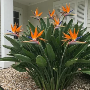 Orange Bird of Paradise Live Plant - Set of 2, 3-6" Tall Strelitzia reginae Tropical Houseplant - Image 1