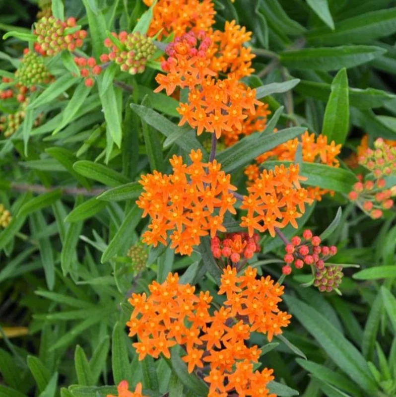 Orange Milkweed Live Plant - Set of 2, 3-6" Tall Asclepias Perennis - Outdoor Butterfly & Pollinator Flower - Image 2