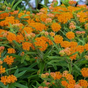 Orange Milkweed Live Plant - Set of 2, 3-6
