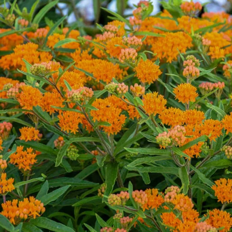 Orange Milkweed Live Plant - Set of 2, 3-6" Tall Asclepias Perennis - Outdoor Butterfly & Pollinator Flower - Image 3