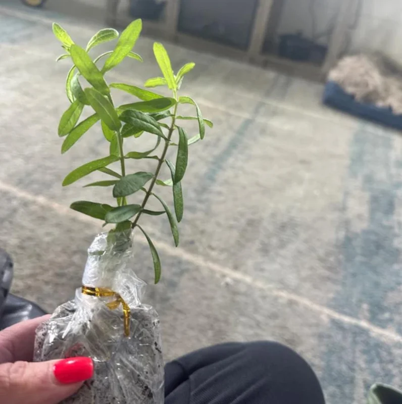 Orange Milkweed Live Plant - Set of 2, 3-6" Tall Asclepias Perennis - Outdoor Butterfly & Pollinator Flower - Image 4